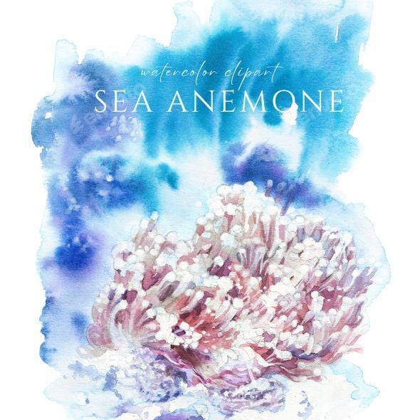 Sea Anemone Watercolor Illustration
