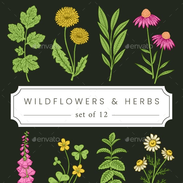 Hand drawn Vintage Style Wildflower and Herb Vector Illustrations
